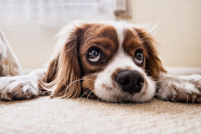 Jakie środki pozwolą utrzymać porządek w domu, w którym żyje pies?